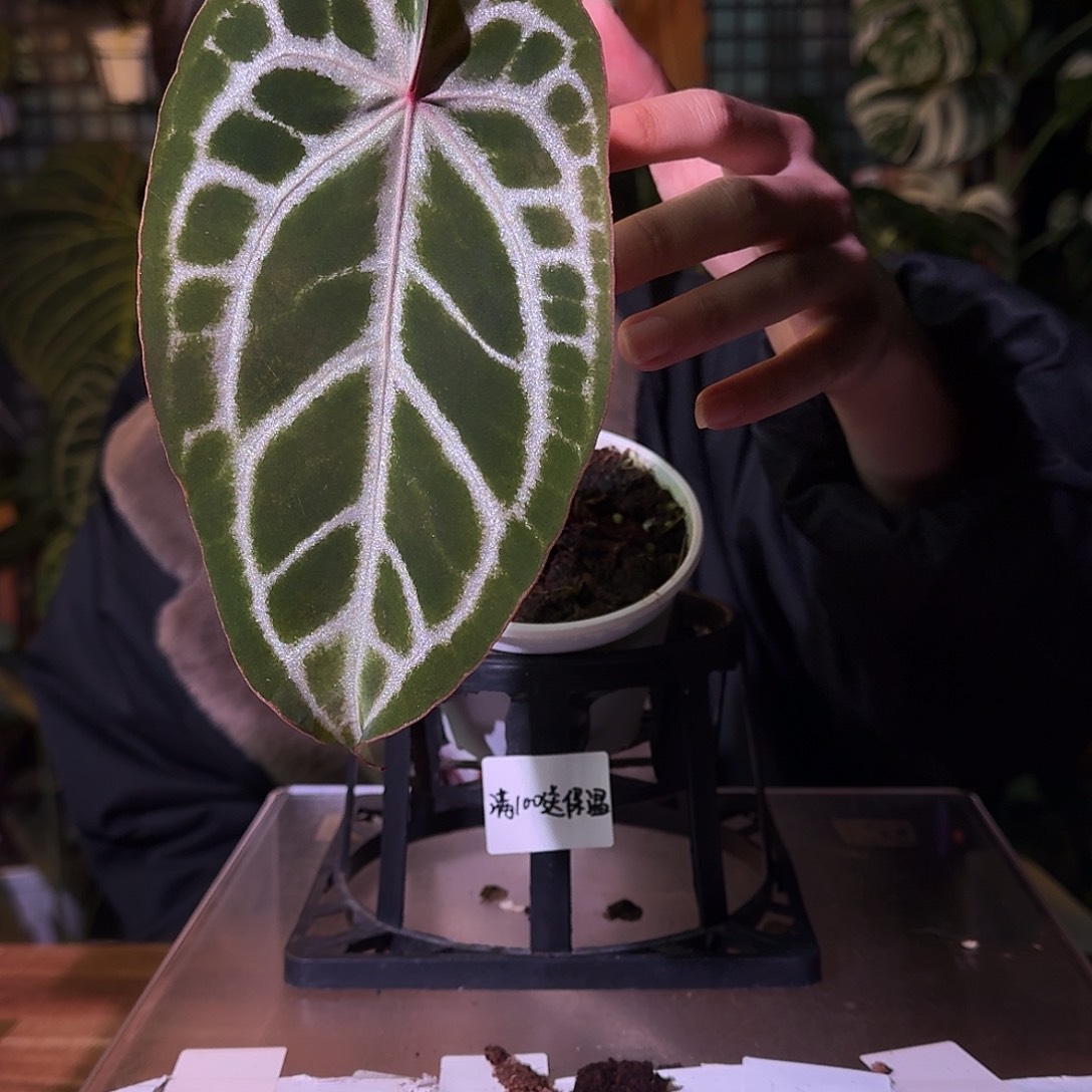 不开花植物G194粉柠檬杂银骑士