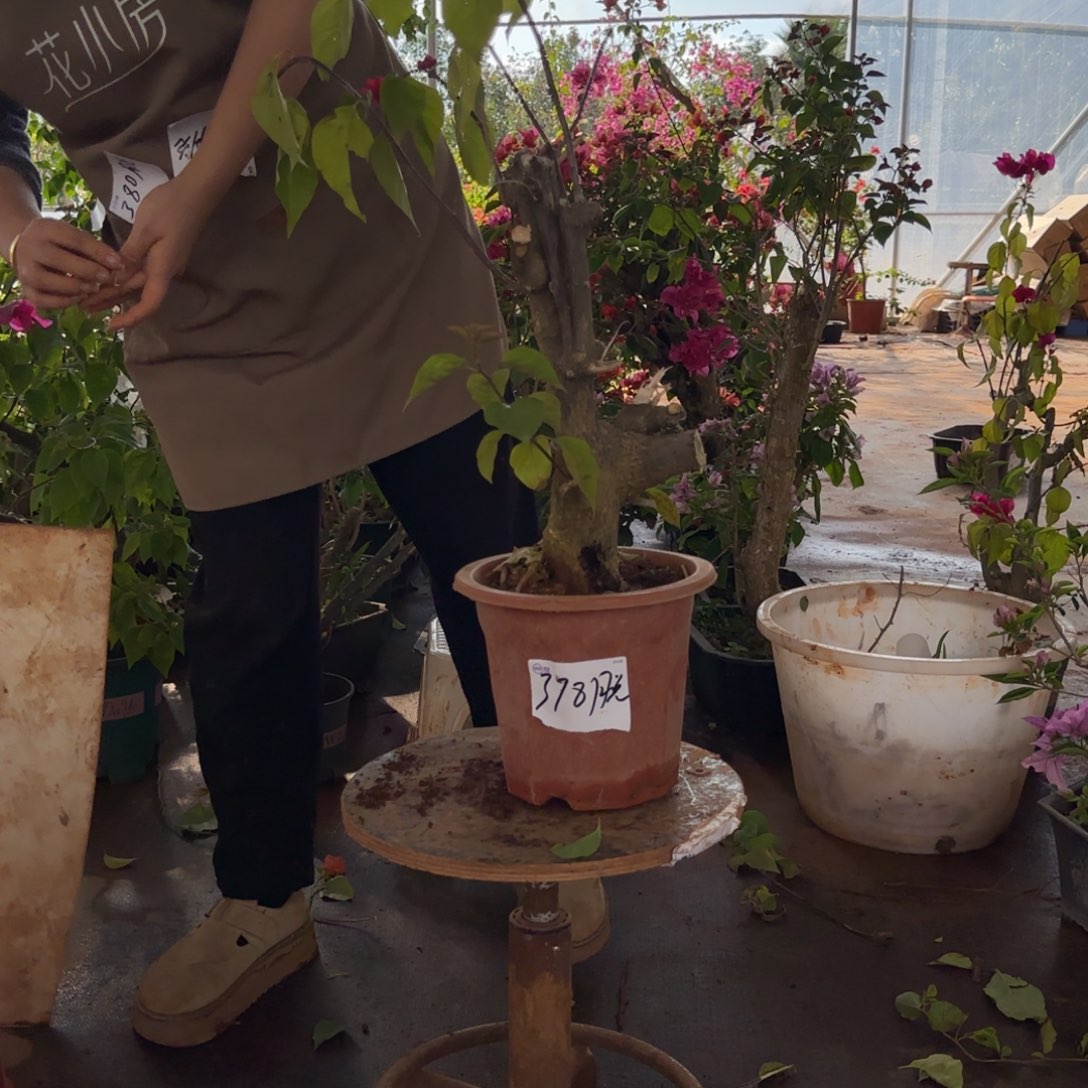 大部分花苞少量开放甜心 378脱