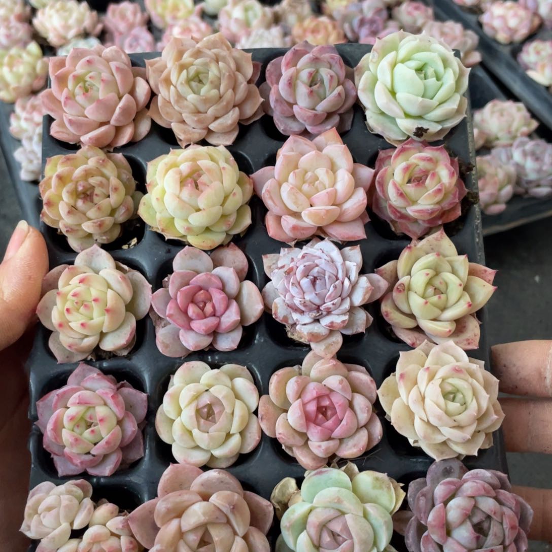 一物一拍20棵小苗27-24