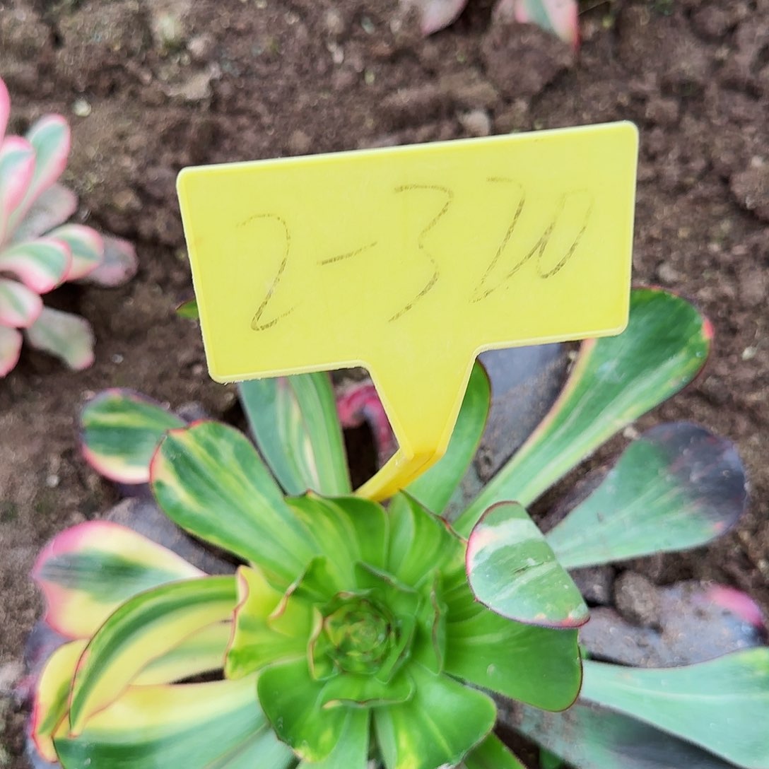 2-320---无毒七彩多头