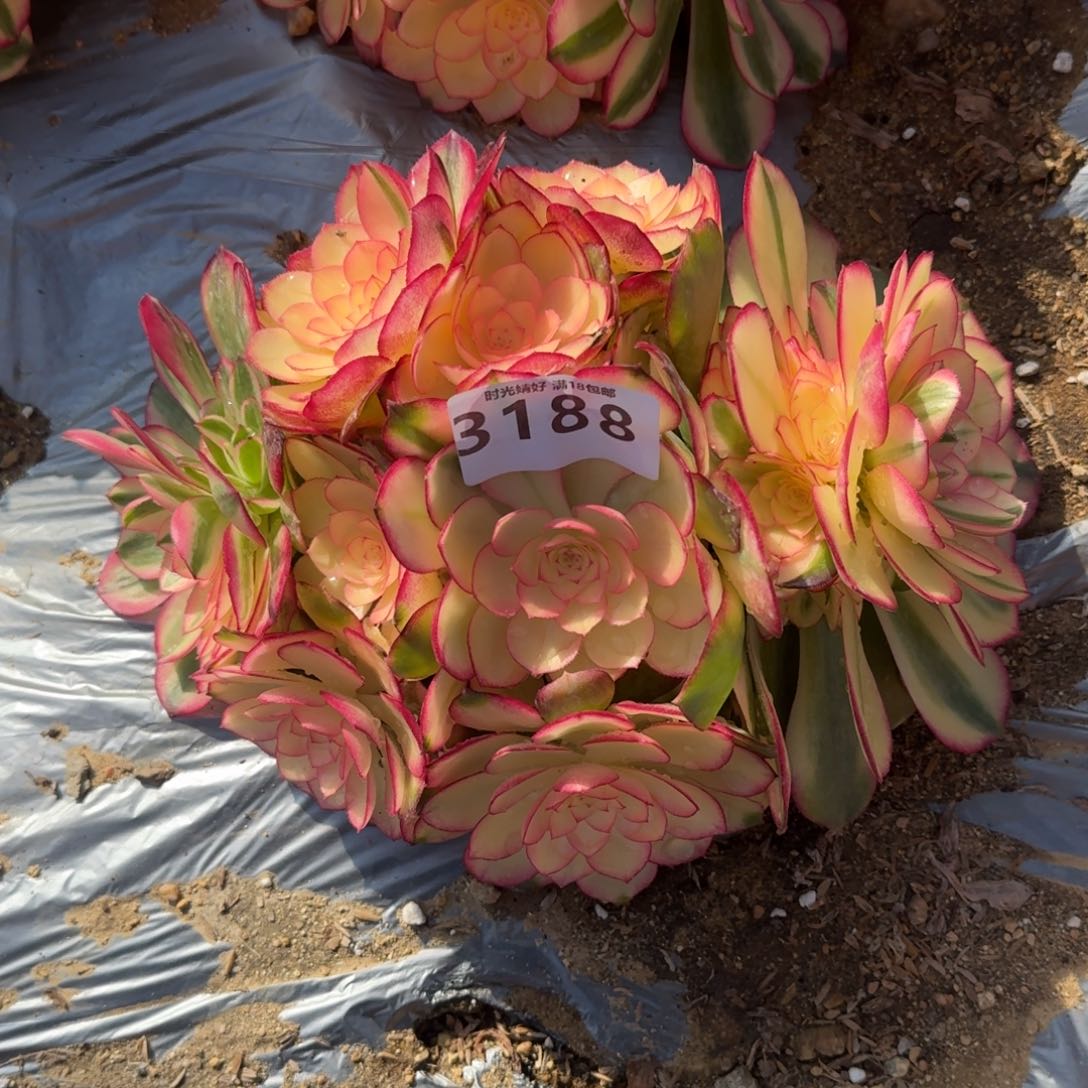 3188荔枝多肉植物