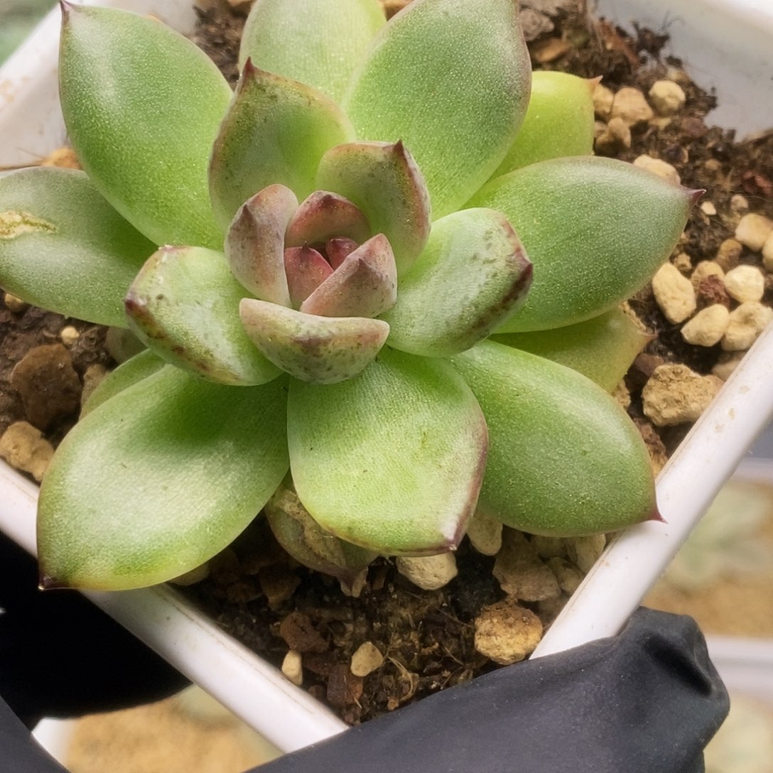 069黑水晶锦锦锦锦锦锦锦