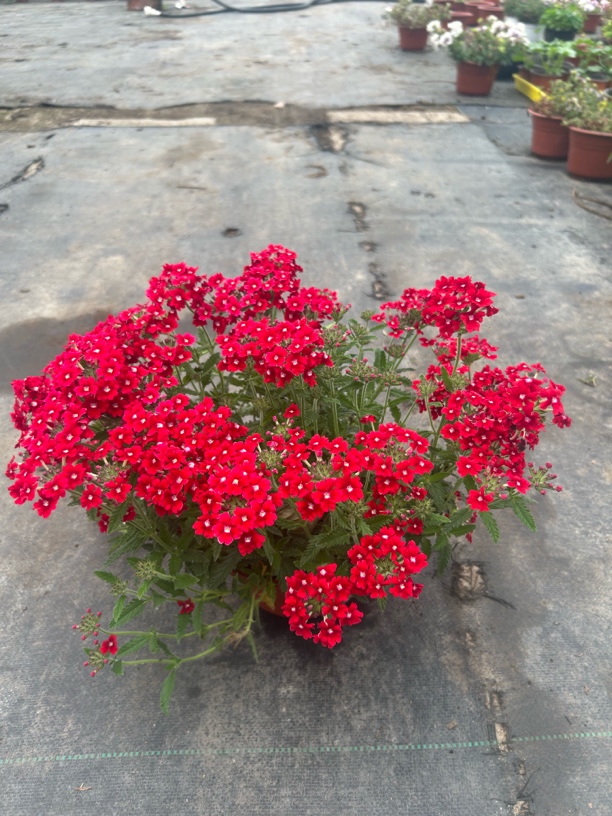 细叶美女樱盆栽带花带花苞多年生四季开花耐热耐寒可垂吊