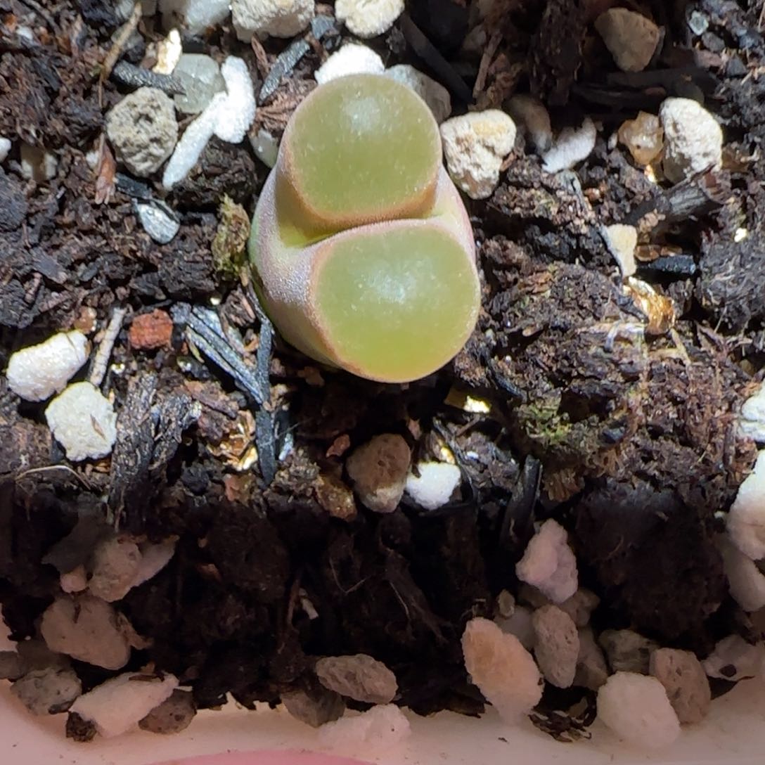肉锥多肉植物百科-磁铁1045