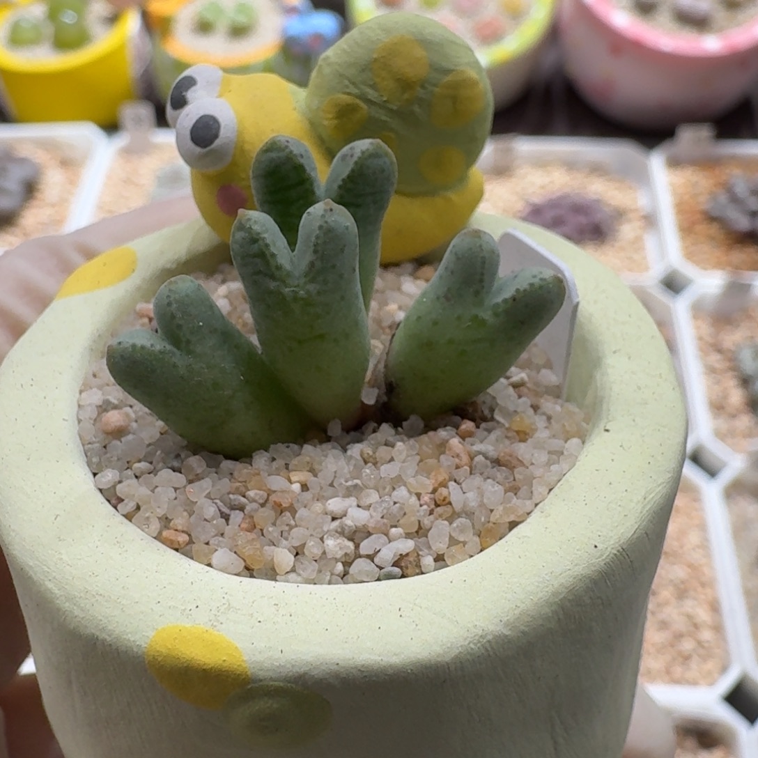 0927-043连盆带花猪蹄