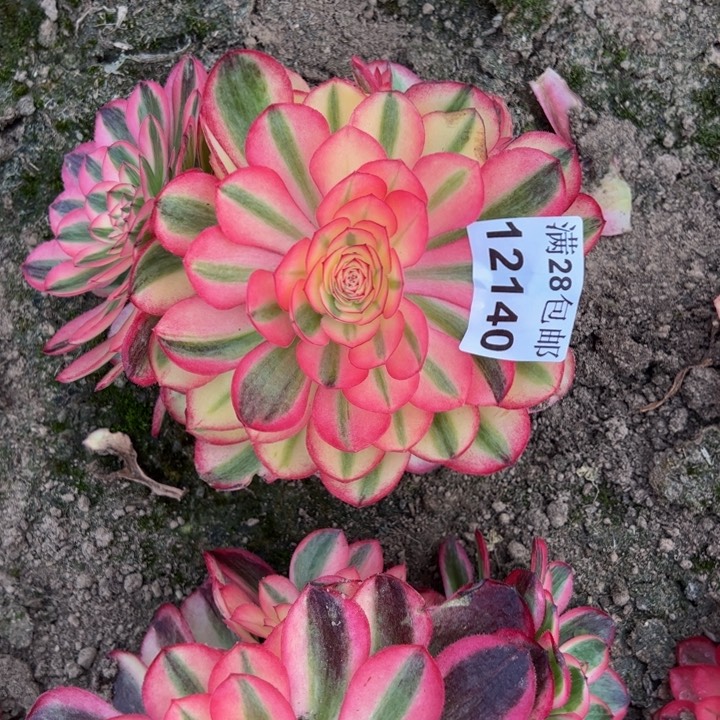 12140南倾城多肉植物