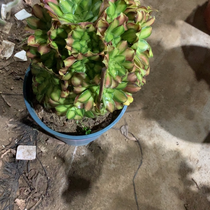猫****938韶华多肉植物特价