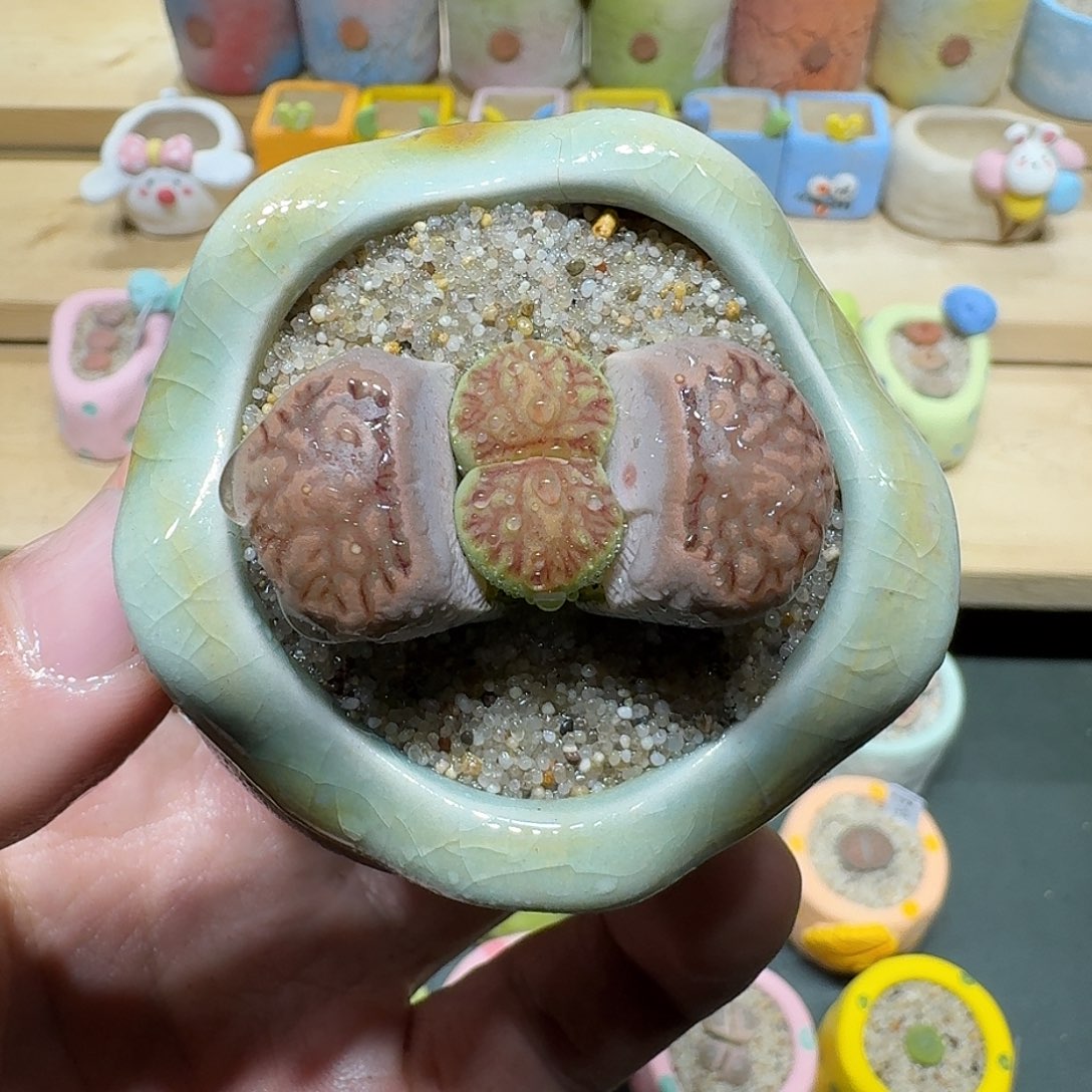 红陶蘑菇560菊纹