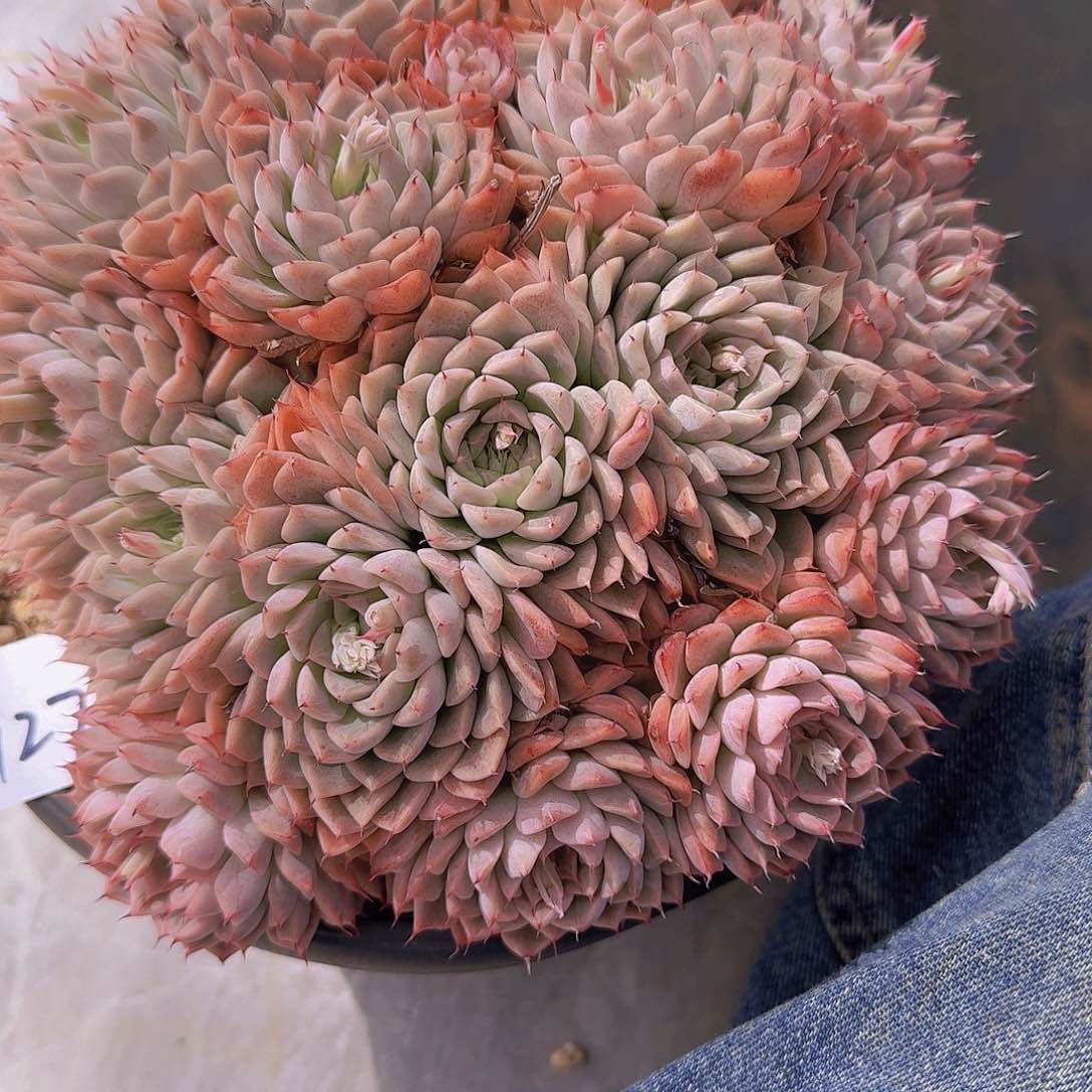 丽*梦1727洞庭多肉植物