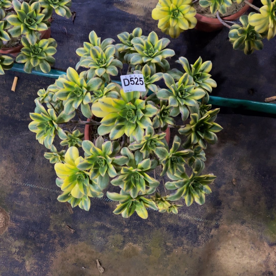 梦***见52500星爆福利可以拍