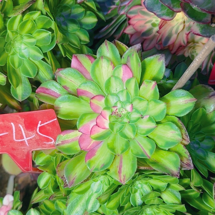 3-45知否多肉法师