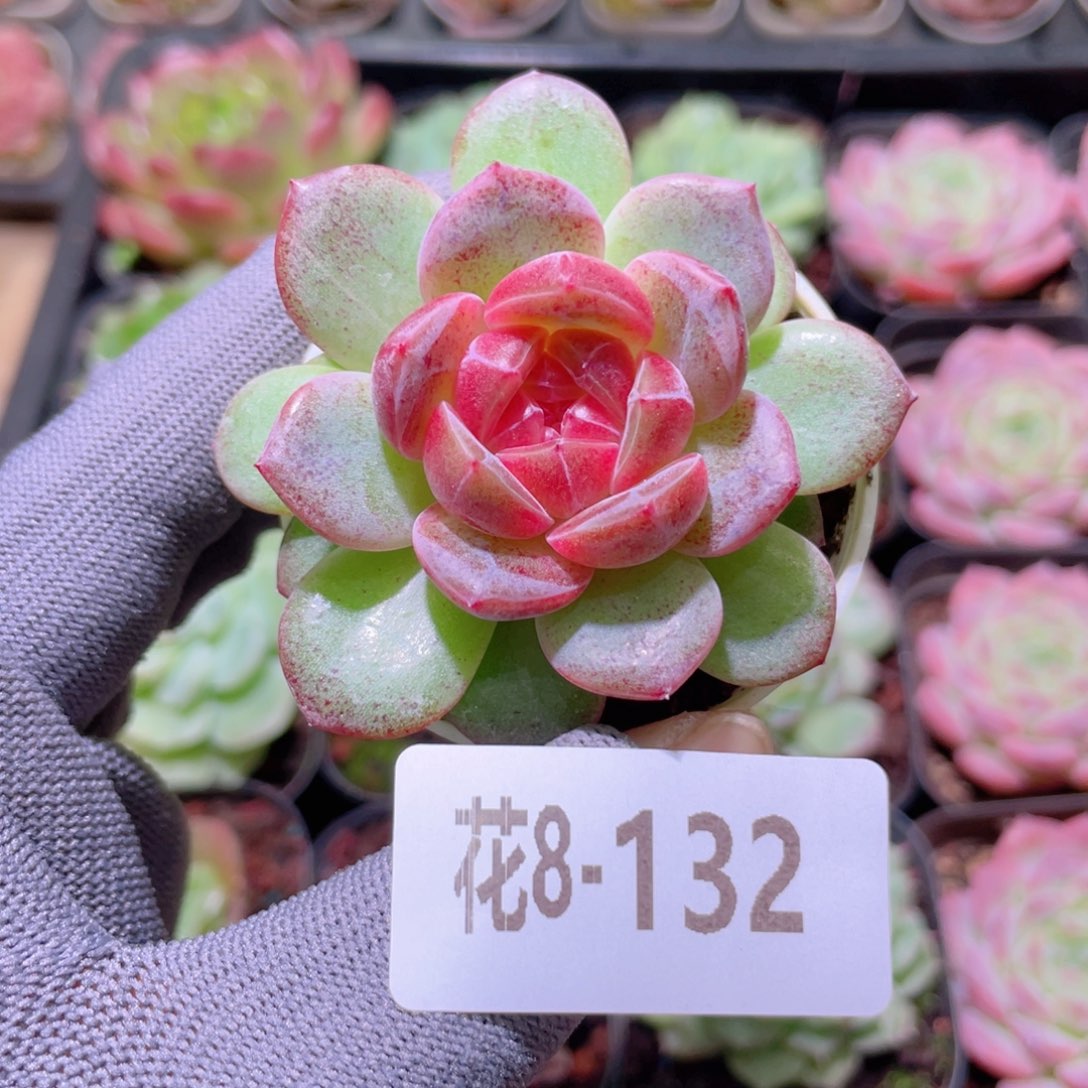 花利美 8-132绯 瞳