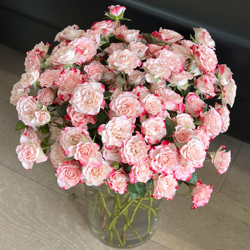 【居家鲜花】折射泡泡多头玫瑰（不含花瓶）鲜花居家鲜花花瓶插花同城配送到家