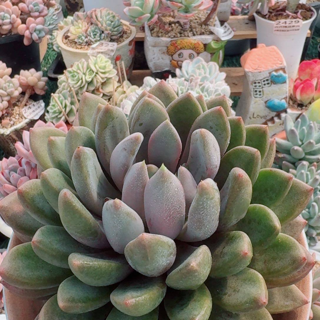 2458一物一拍（满28包邮）