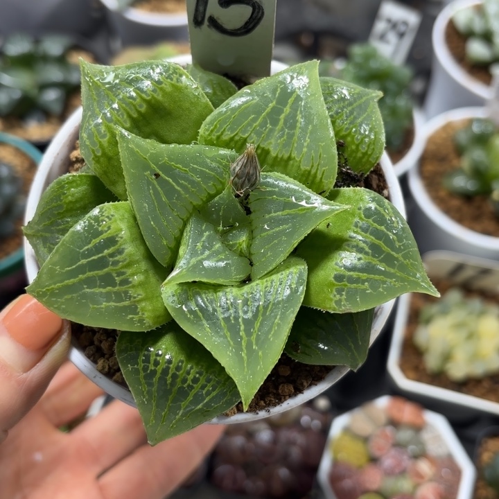 母本武寿多肉植物