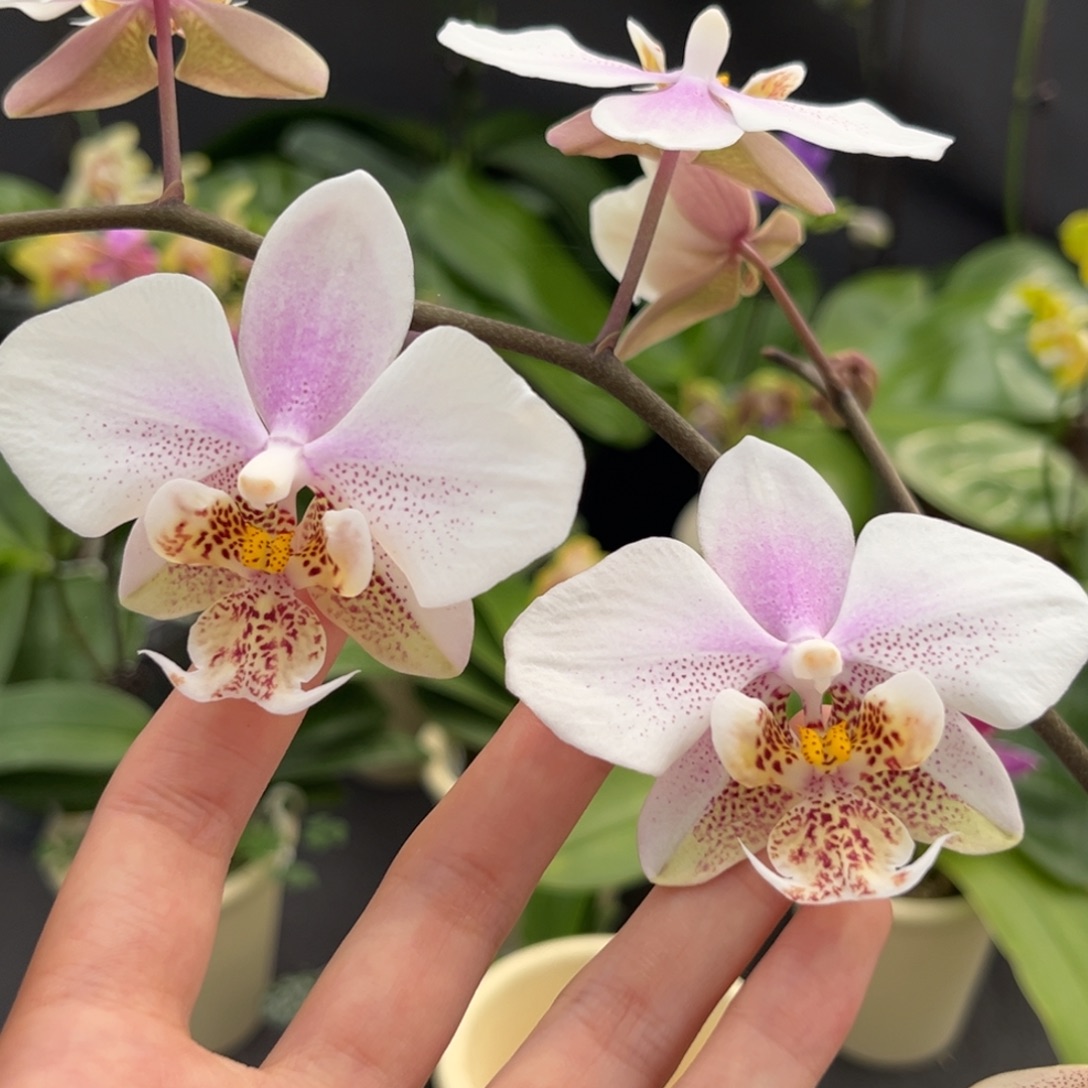 完全开放2.5寸西交白开花株