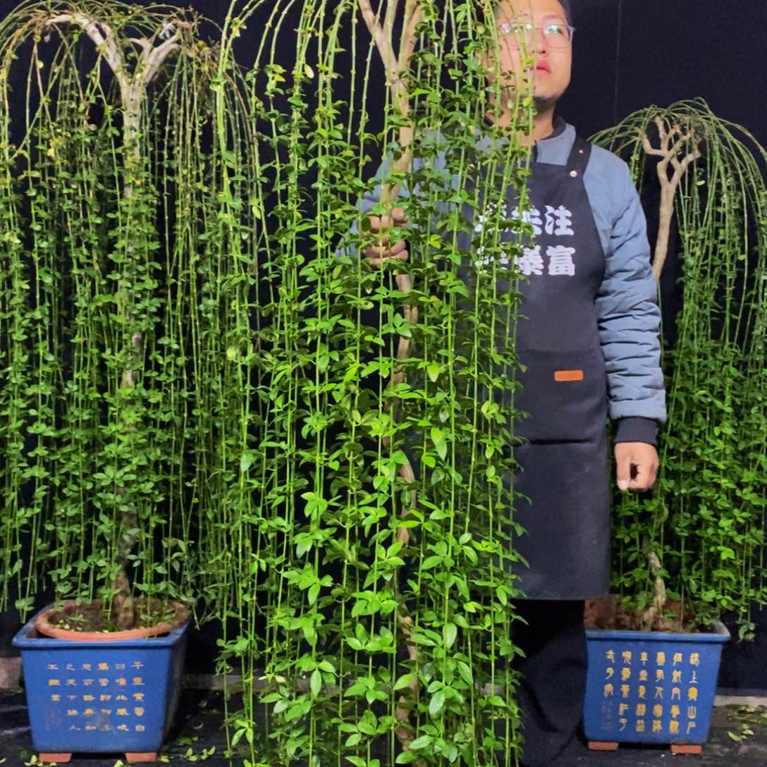 三台迎春花，一物一拍，落叶