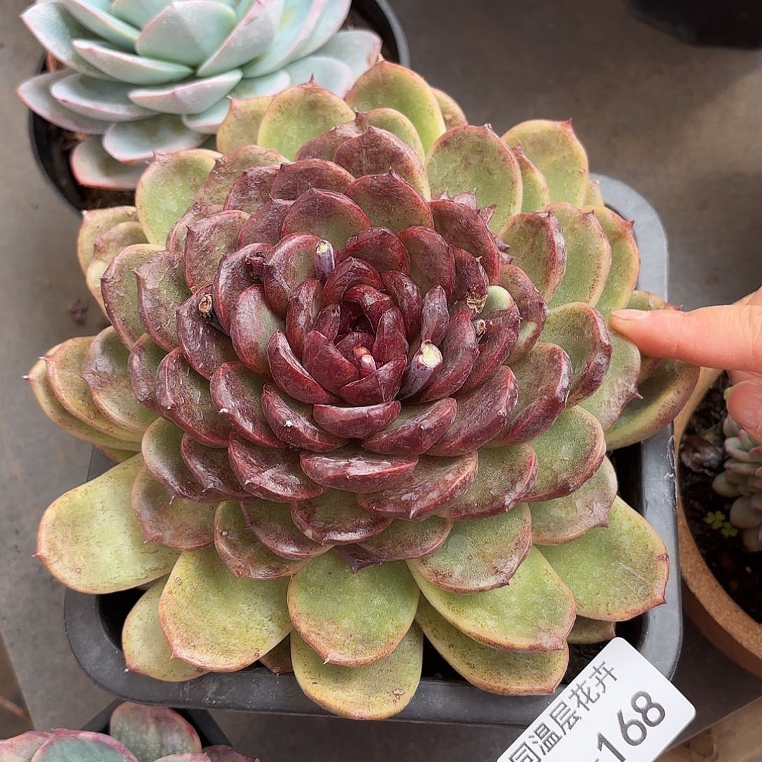 同温层多肉水晶168