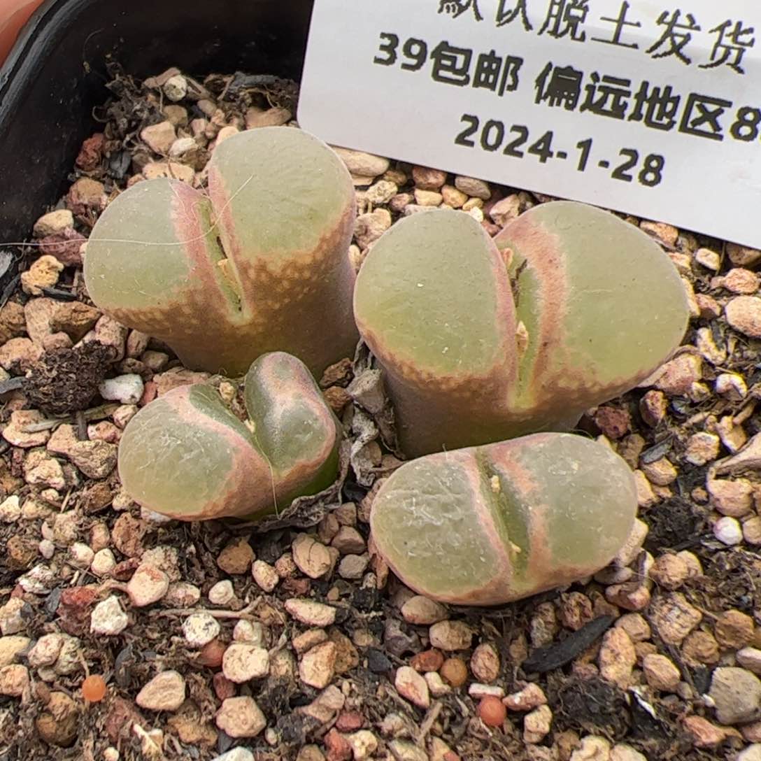 0669号风铃多肉植物