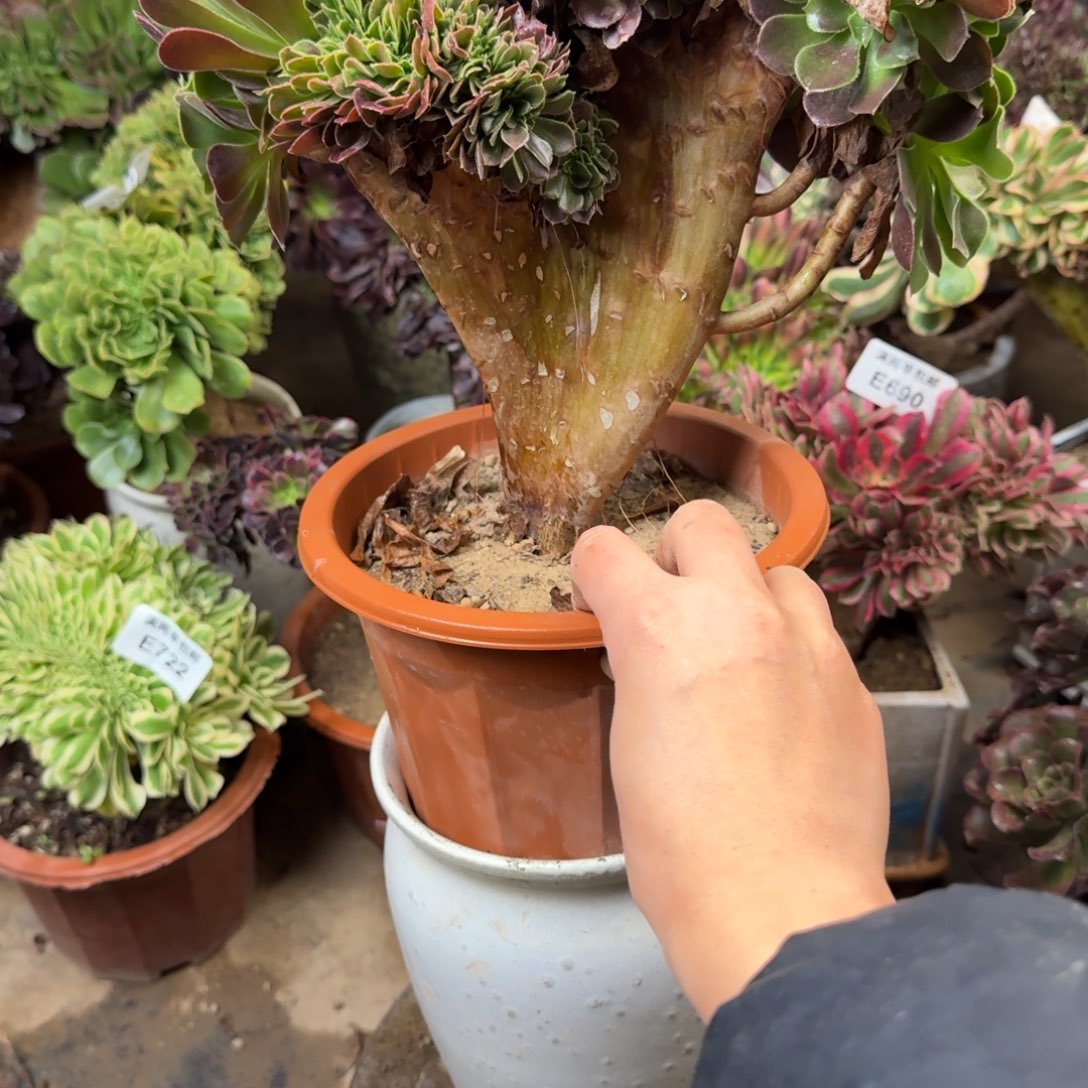 708玫瑰缀化法师多肉