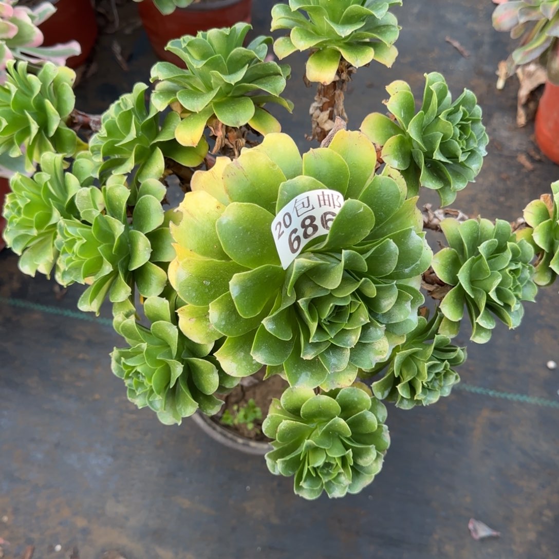 蓝色妖姬686满20包邮断枝不包