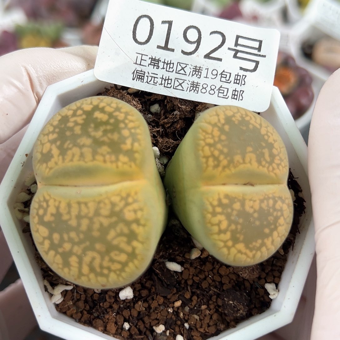 好养易活生石花大母本0192