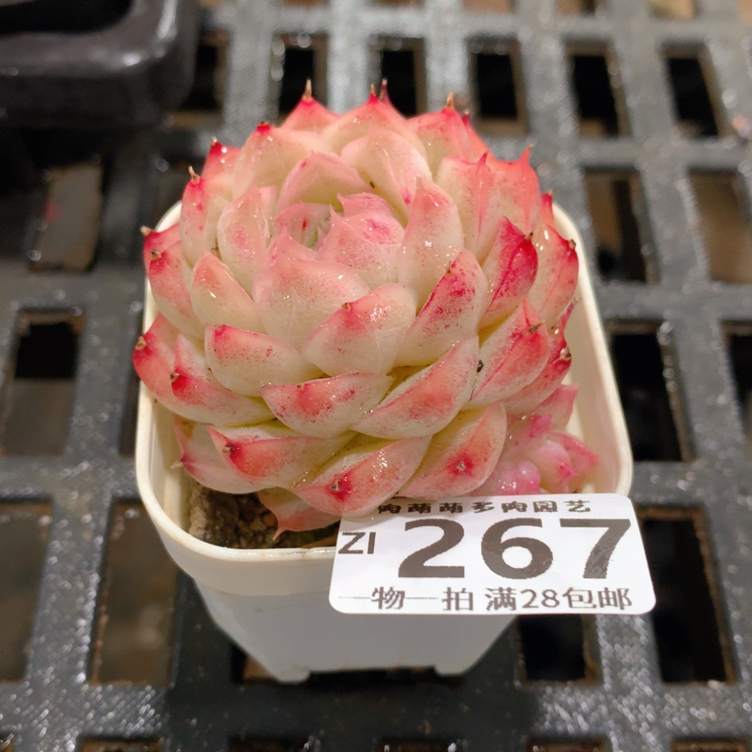 肉萌萌拇指盆精控多肉ZI267