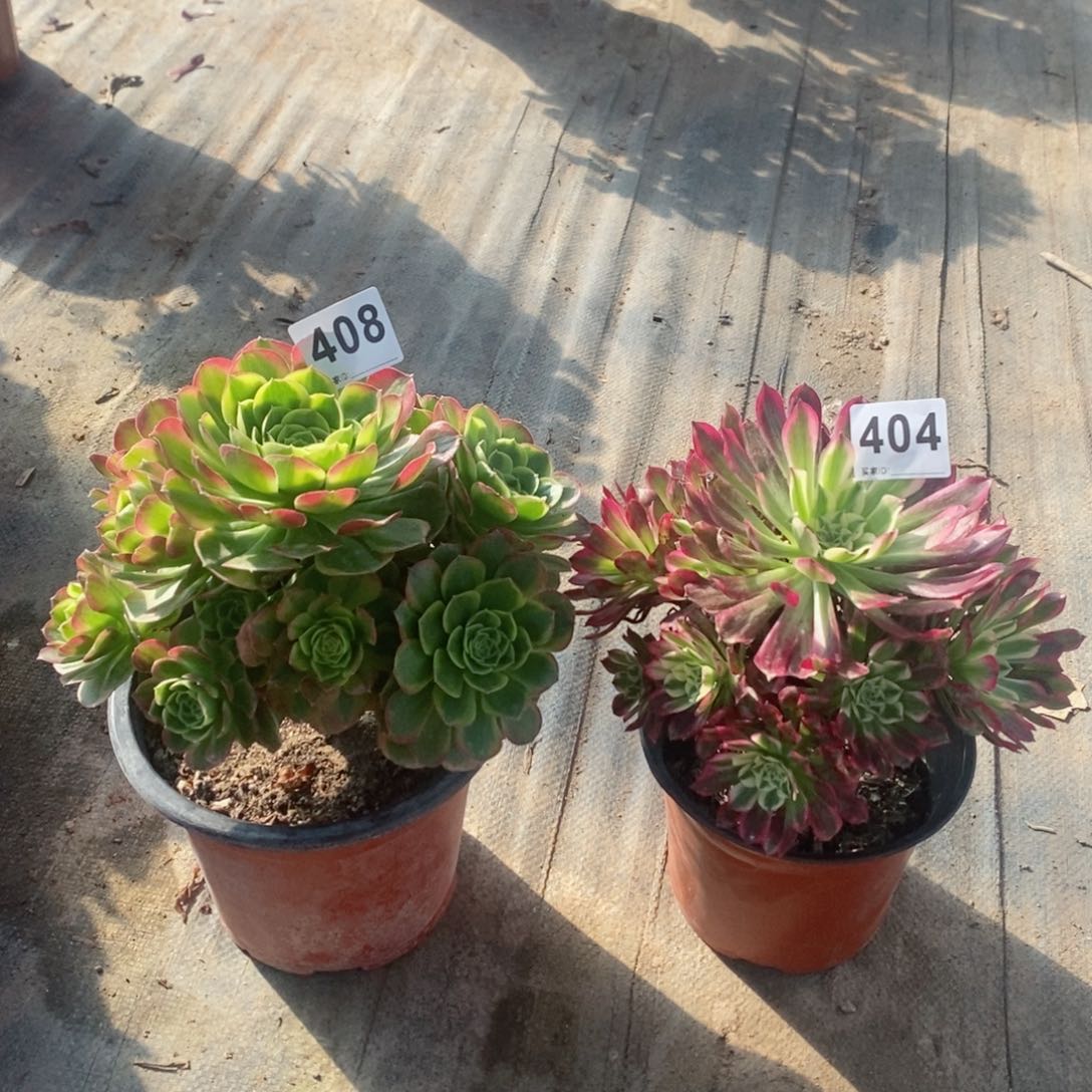 组合404408多肉1111