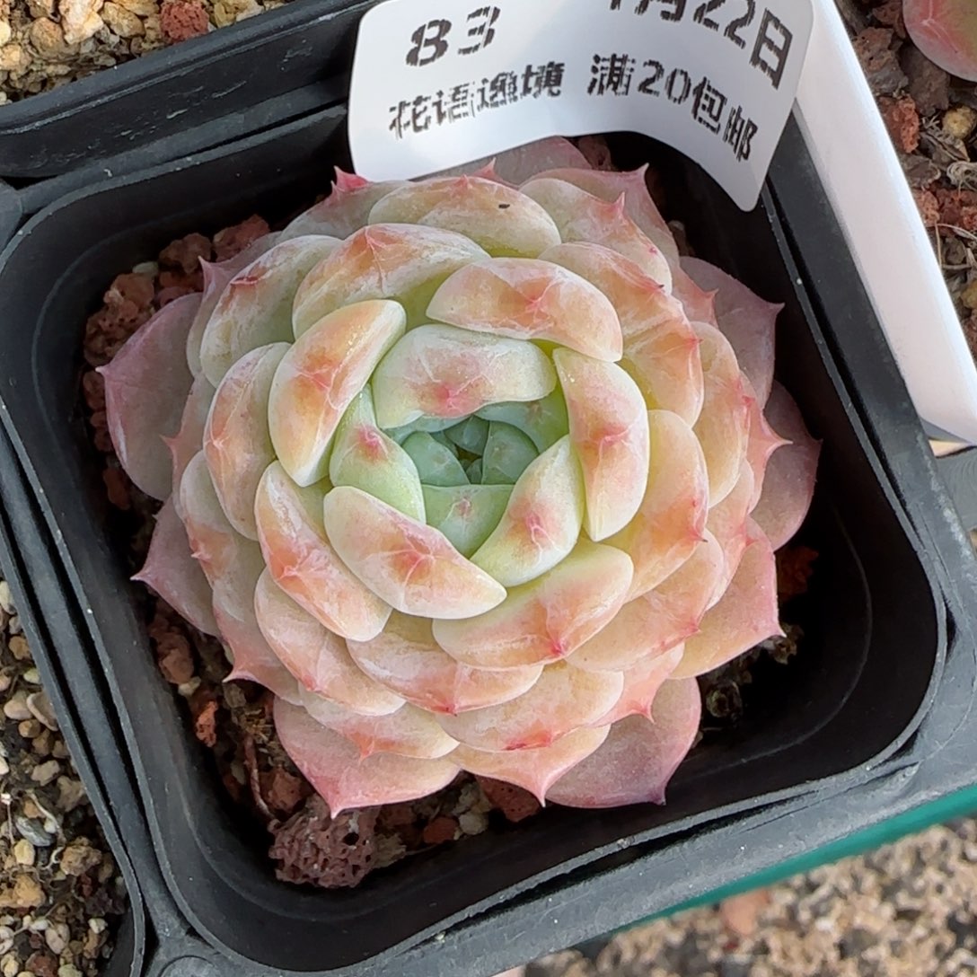 花语逸境0122-，83