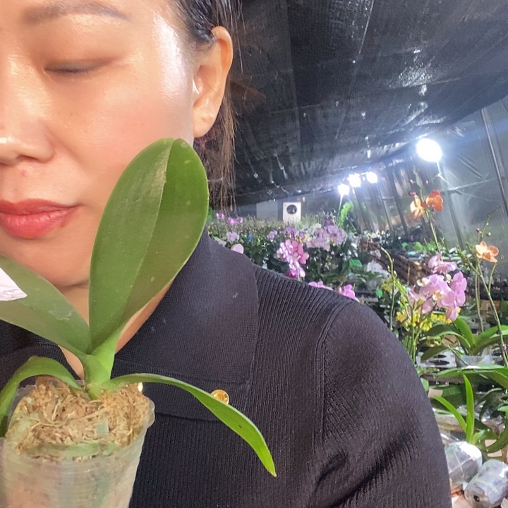 无花朵金边蕾丝蝴蝶兰