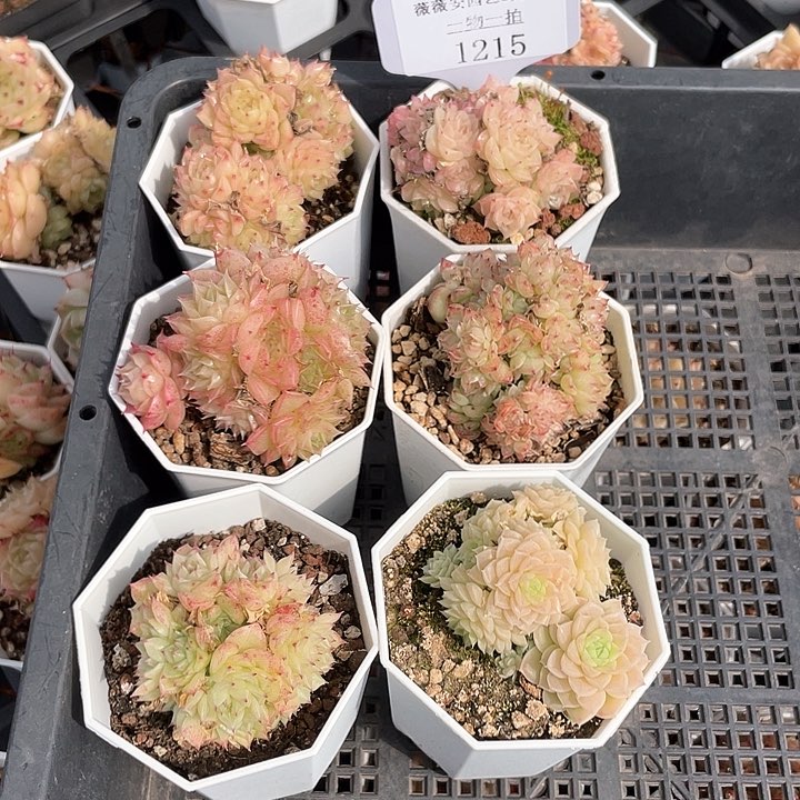 薇薇安园艺多肉1215