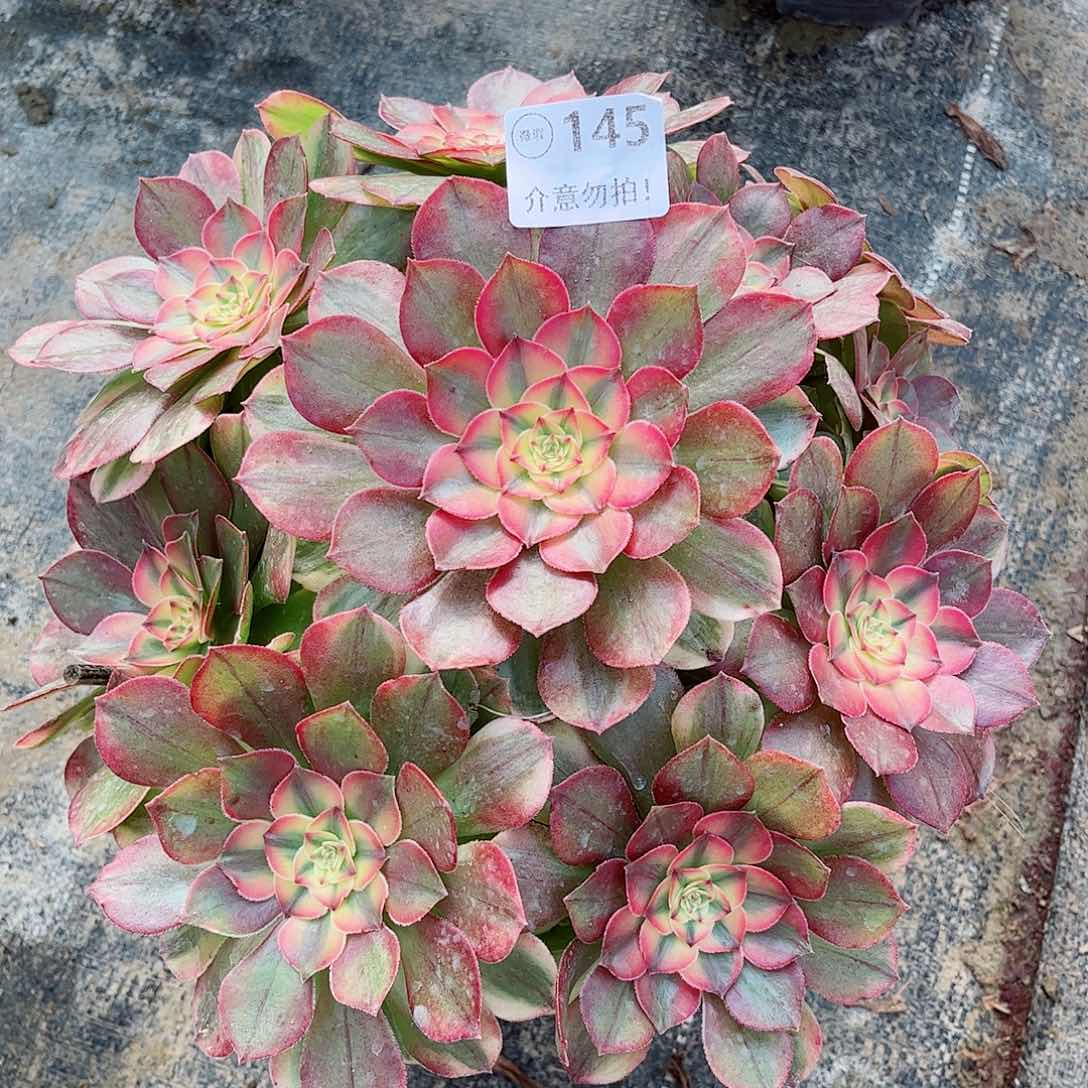 无花朵多肉植物145