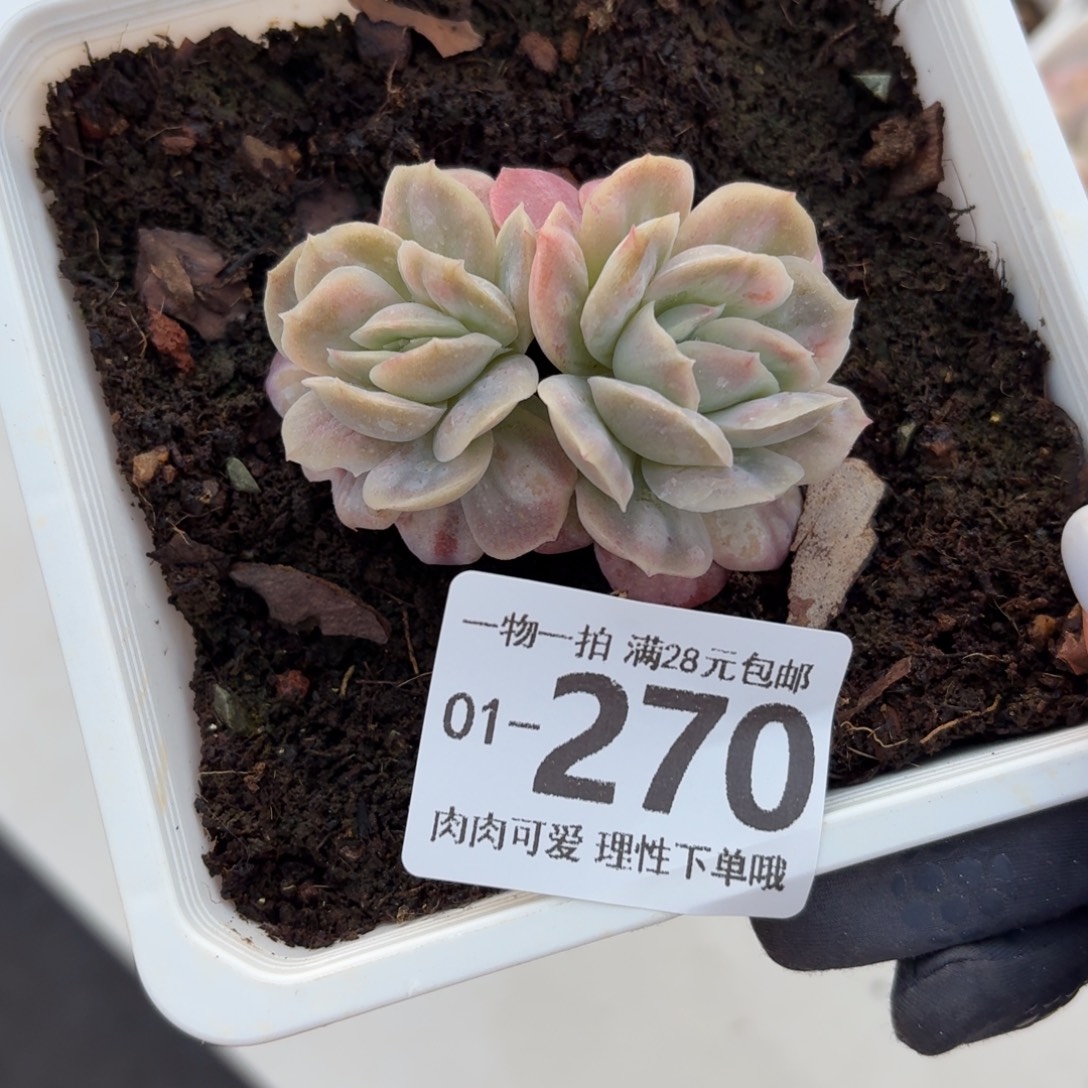 泡泡纱裙无盆土发货无盆