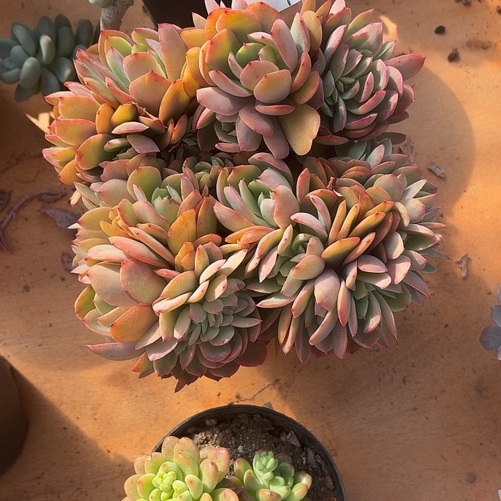 ****࿐多肉植物一物一拍夫人
