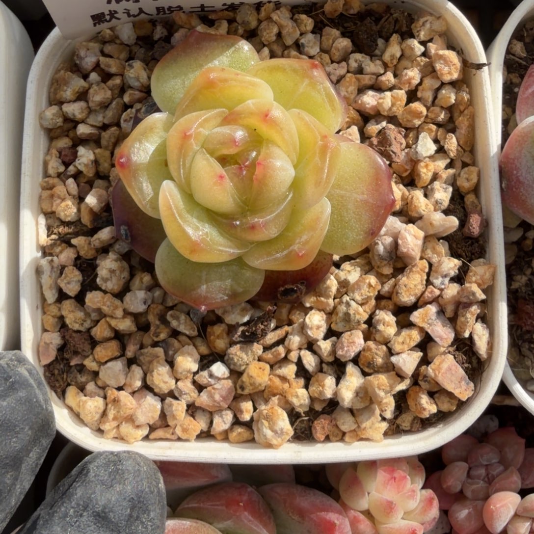 ****s东篱下多肉植物哈哈27