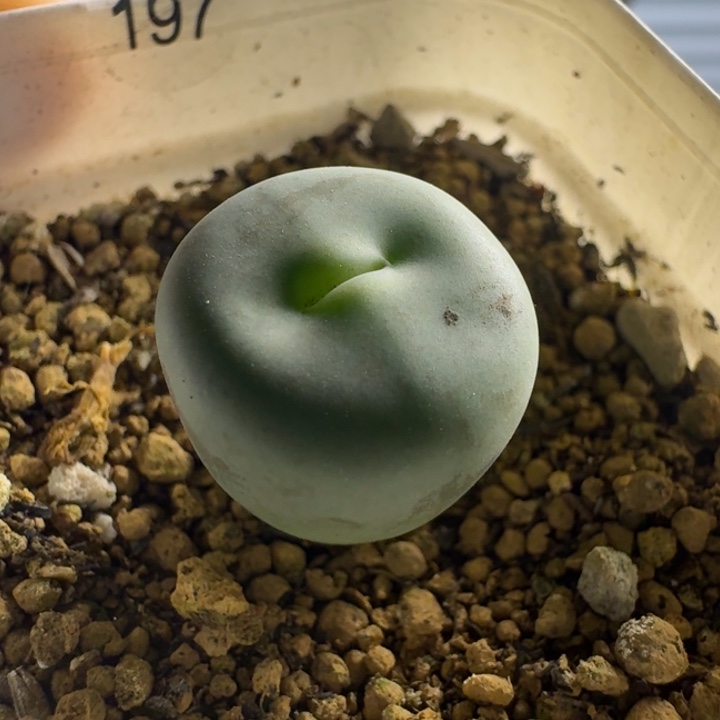 197.....多肉............