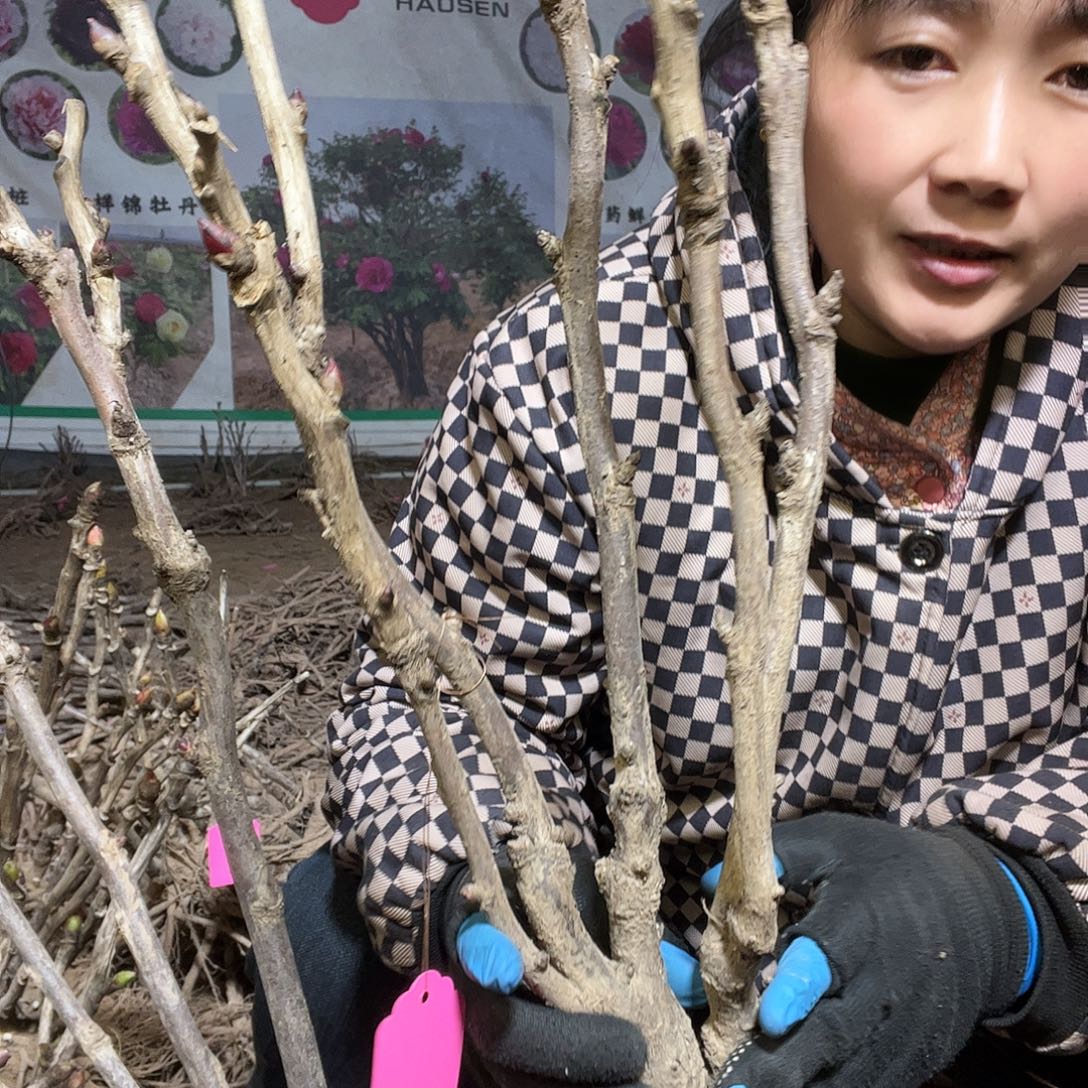 牡丹花苗裸根发货