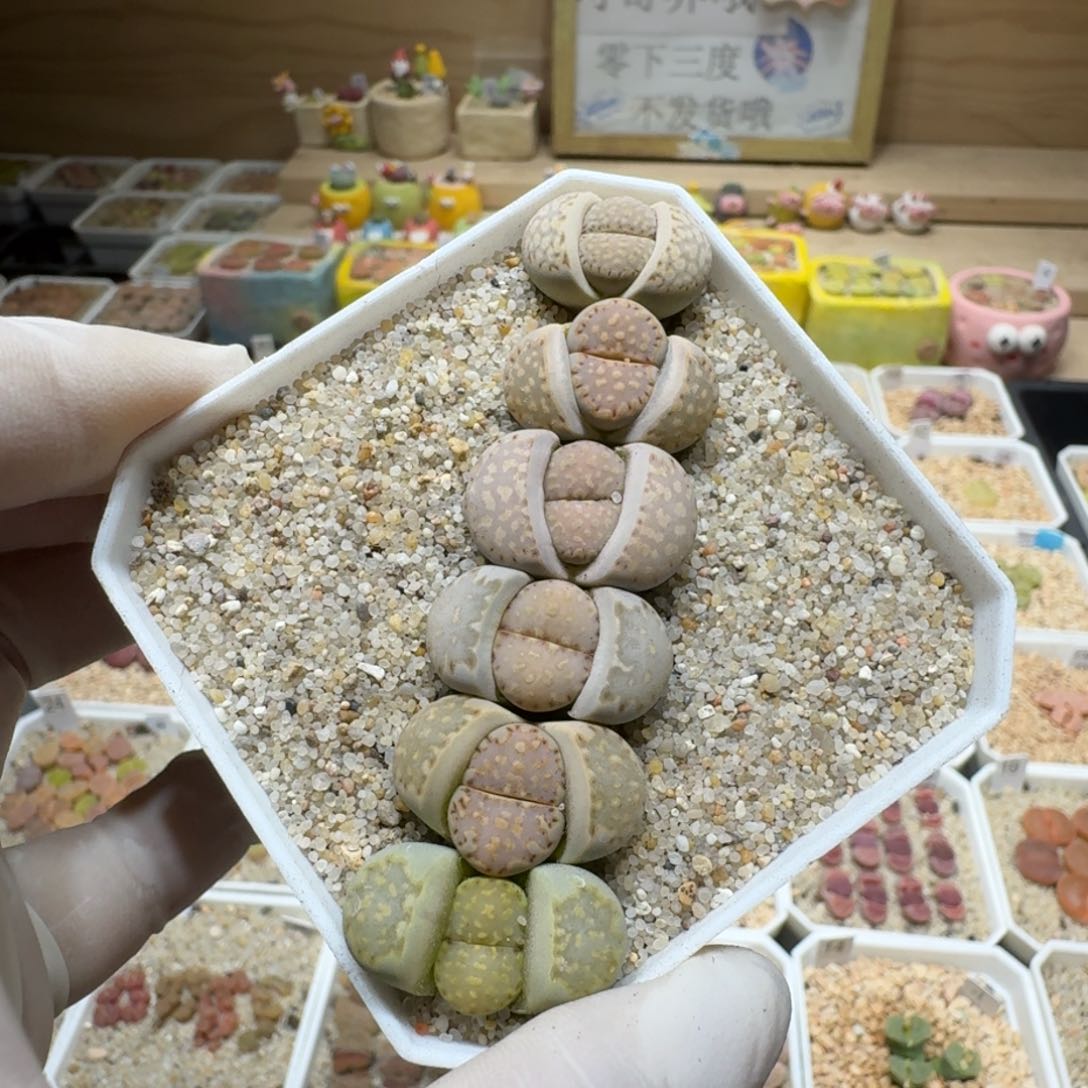 0201-87饼干套装