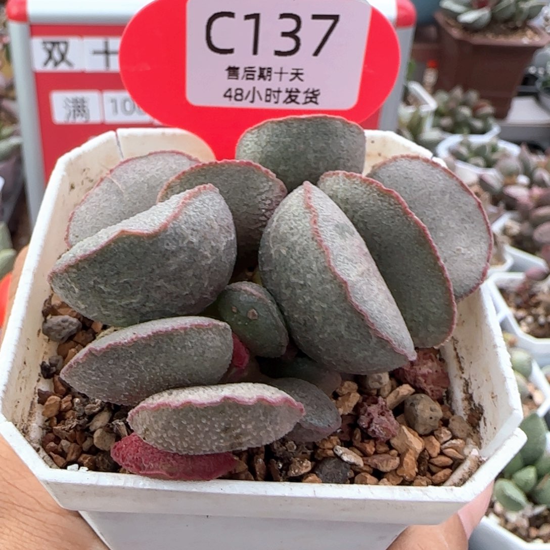 妖姬。    137。      