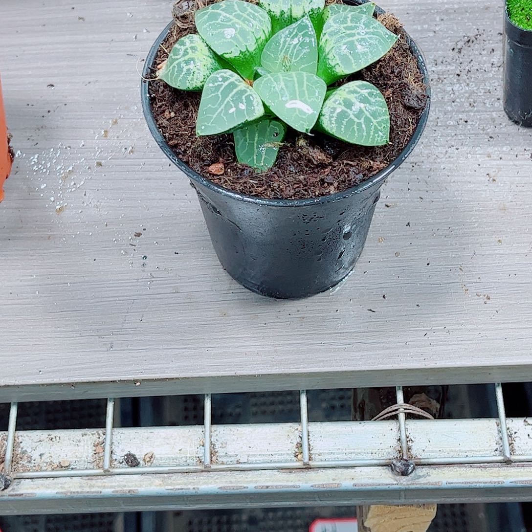 康平玉露一勿一拍