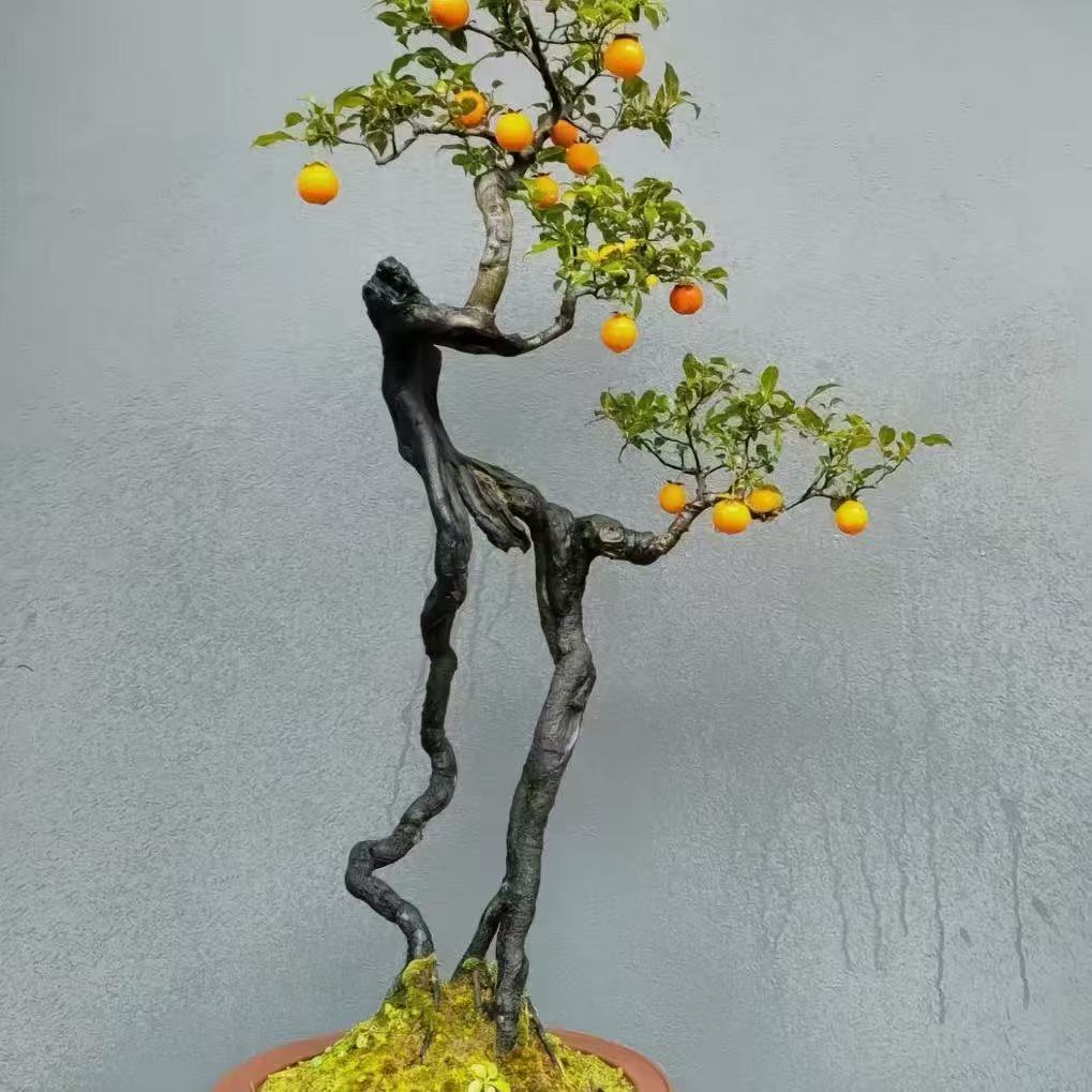 金单子人工桩素材，一拍一付