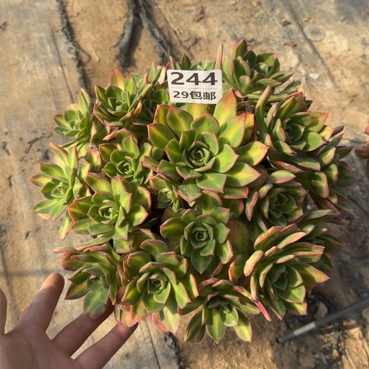 风***w星灿……多肉植物……