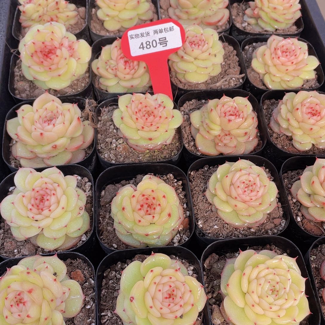 480号 新品玉玲珑一个