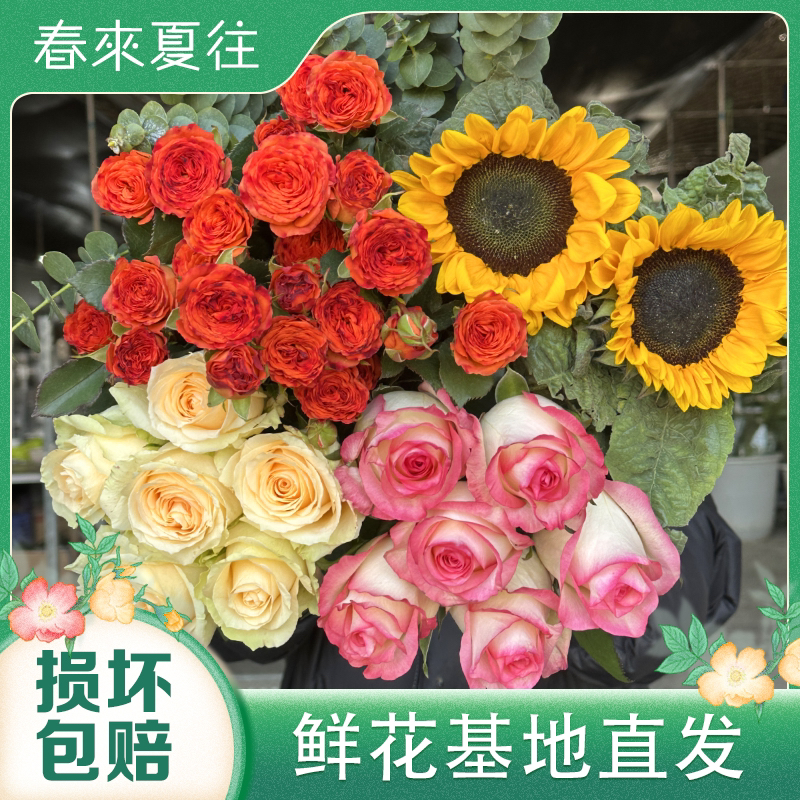 【艾莎香槟橙芭比鲜花组合】云南基地直发玫瑰鲜切花 家庭插花水养