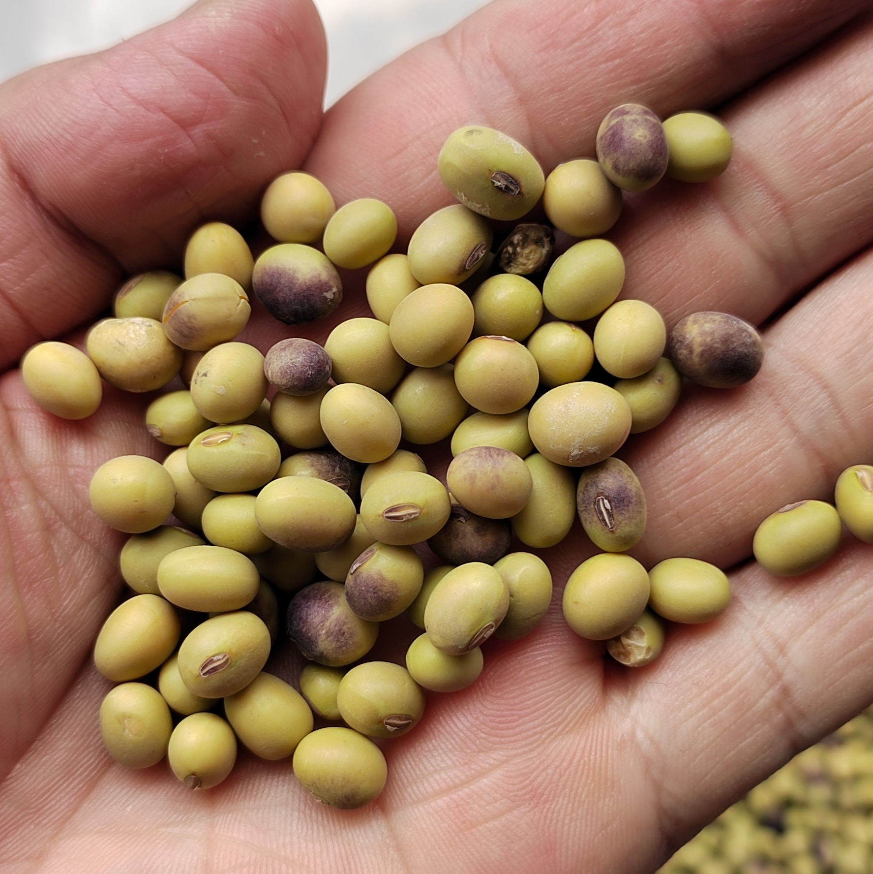四川非转基因老品种（绿篮子）（黄豆）青皮黄豆豆浆豆花专用