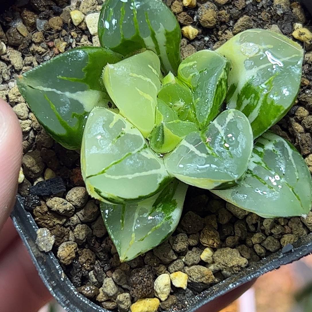 磨笛卡锦十二卷多肉植物