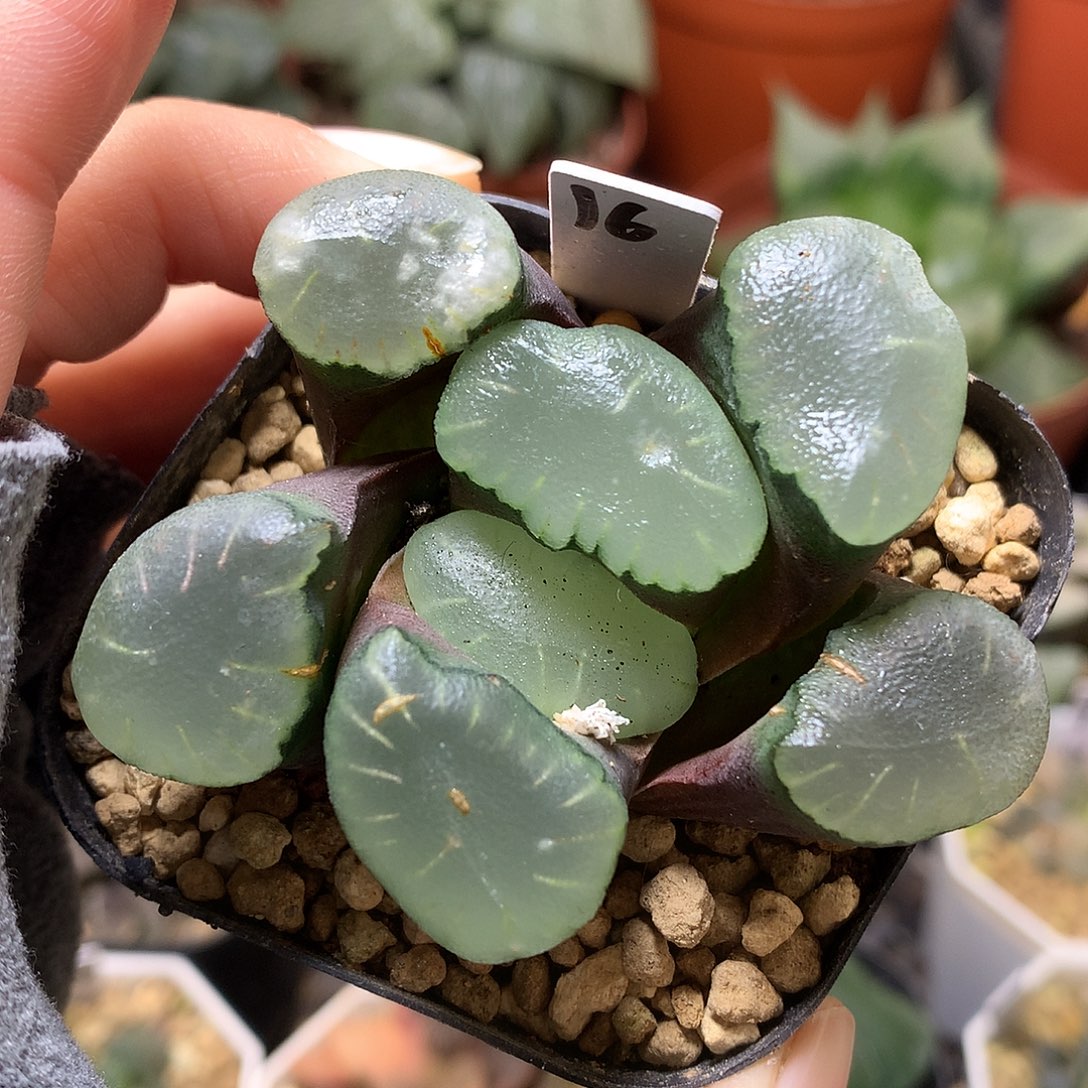 红月亮万象带盆土发货tllo