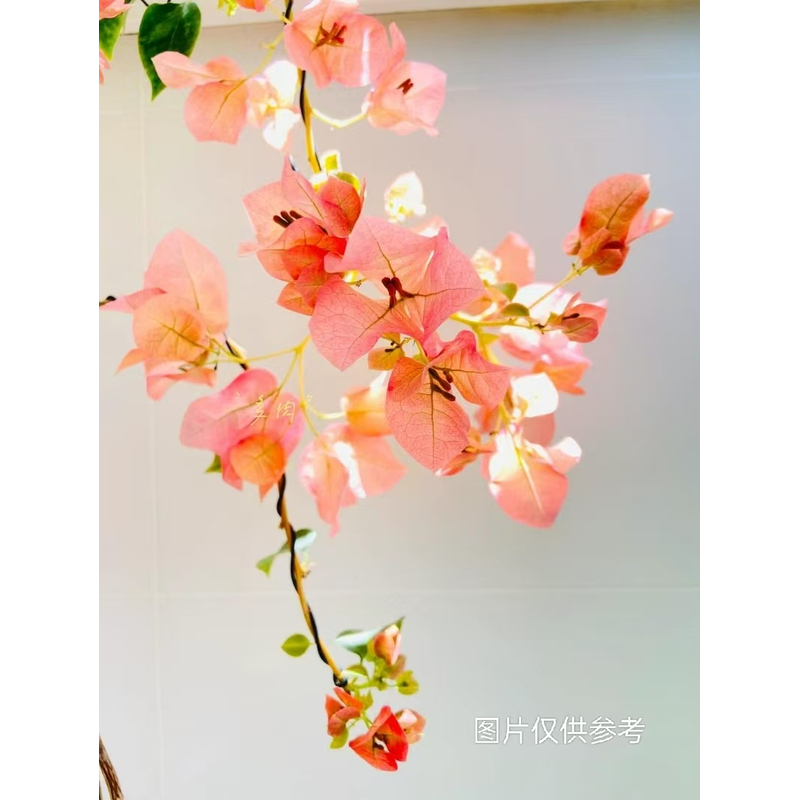 【暗斑日落】【粗杆】【包售后一个月】【包对版】三角梅四季开花爬藤飘枝