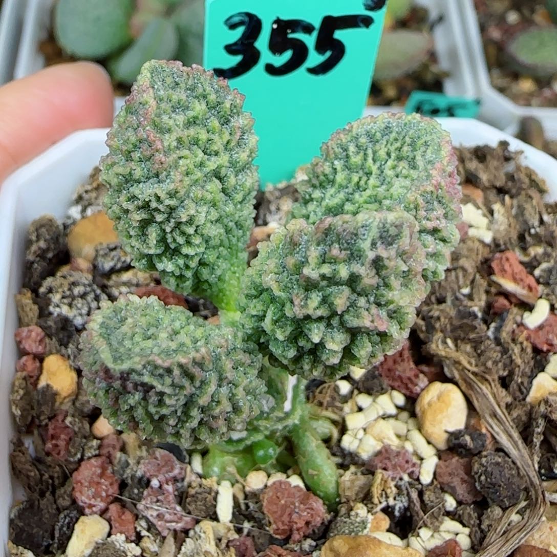 编号355大叶插一个，图为母本