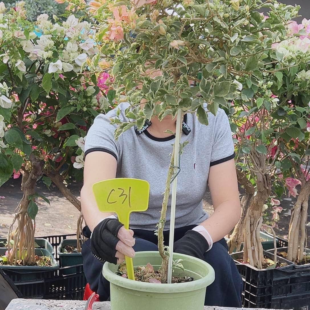 9***3大部分花苞少量开放C31少女心